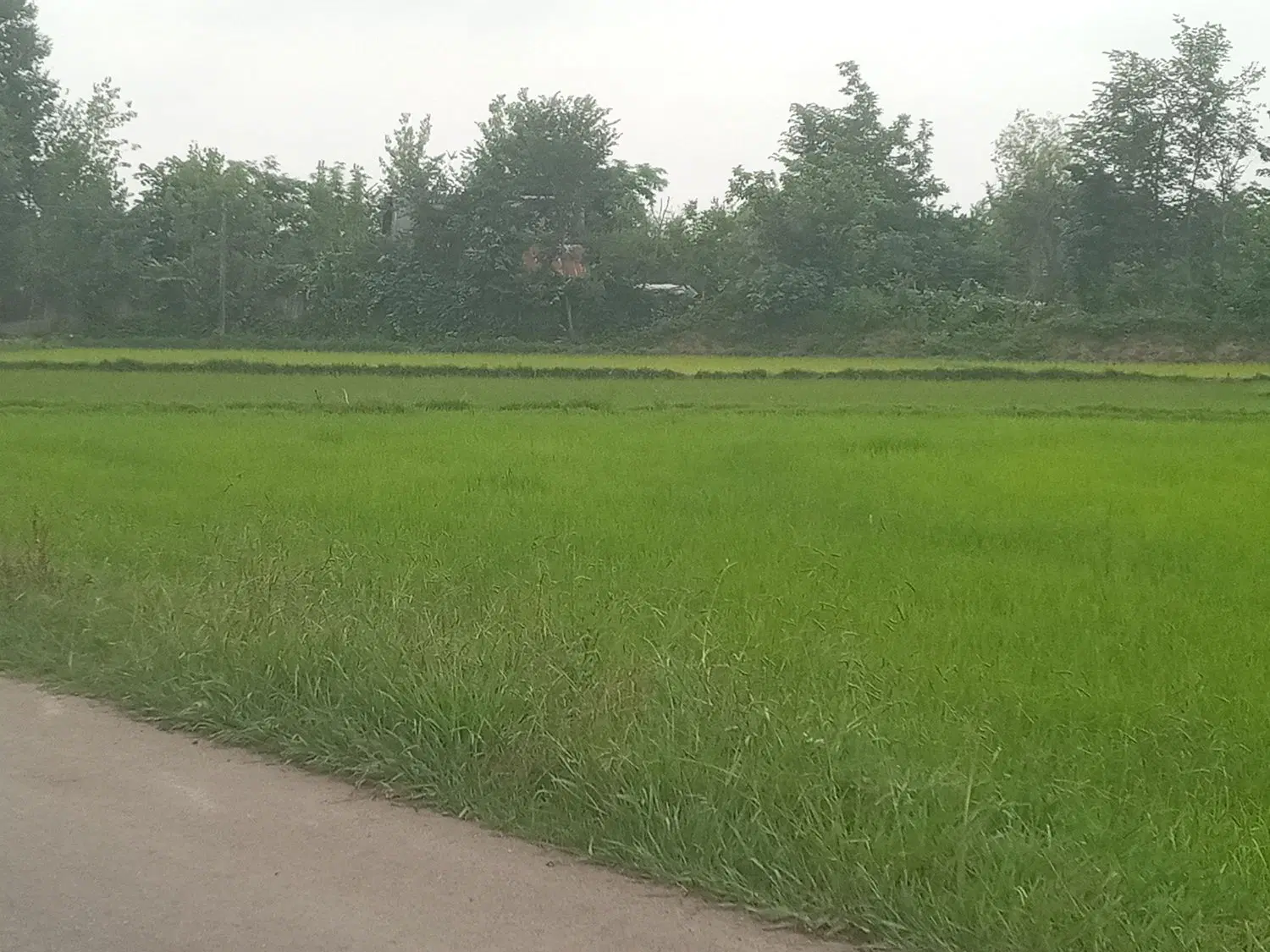 تصویر املاک 53258