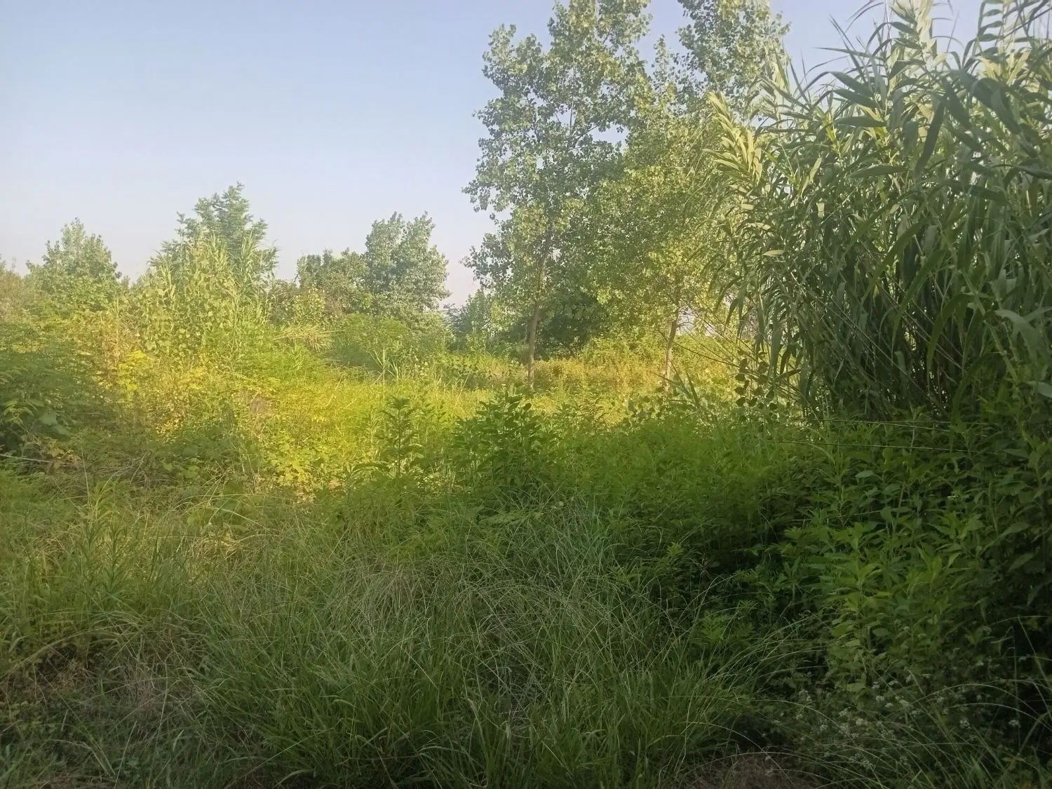 تصویر املاک 82830