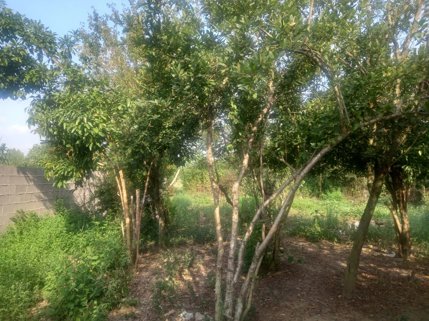 تصویر املاک 92402