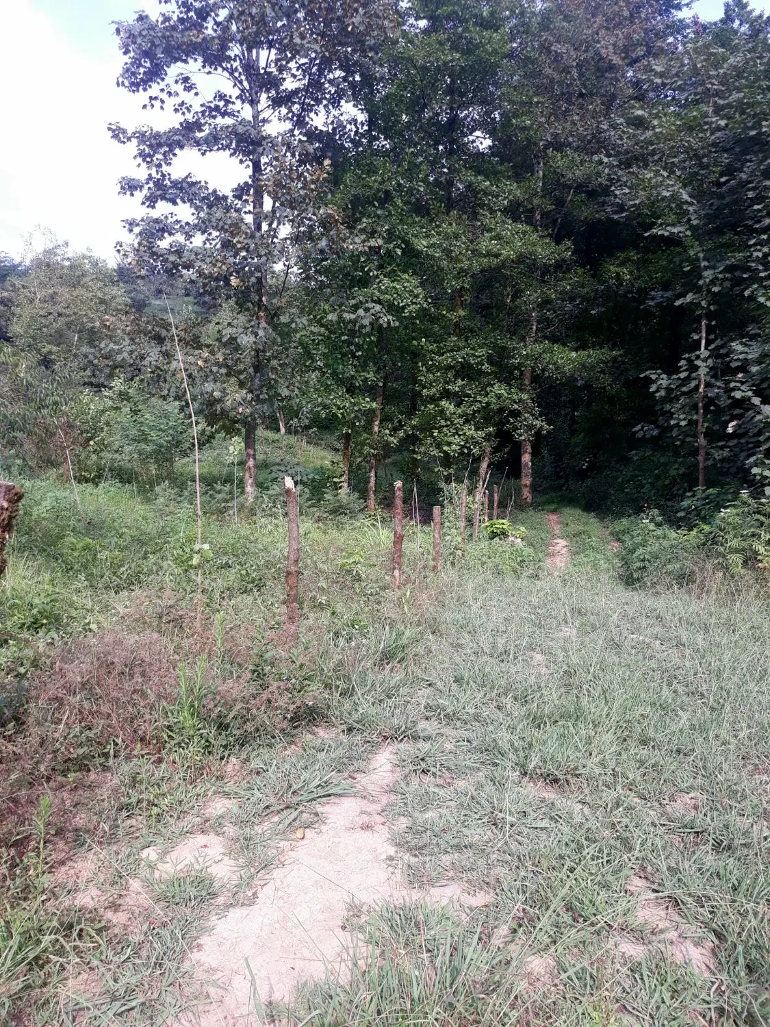 تصویر املاک 113799