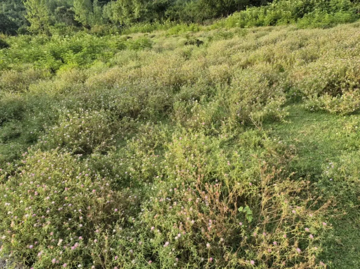 تصویر املاک 116229