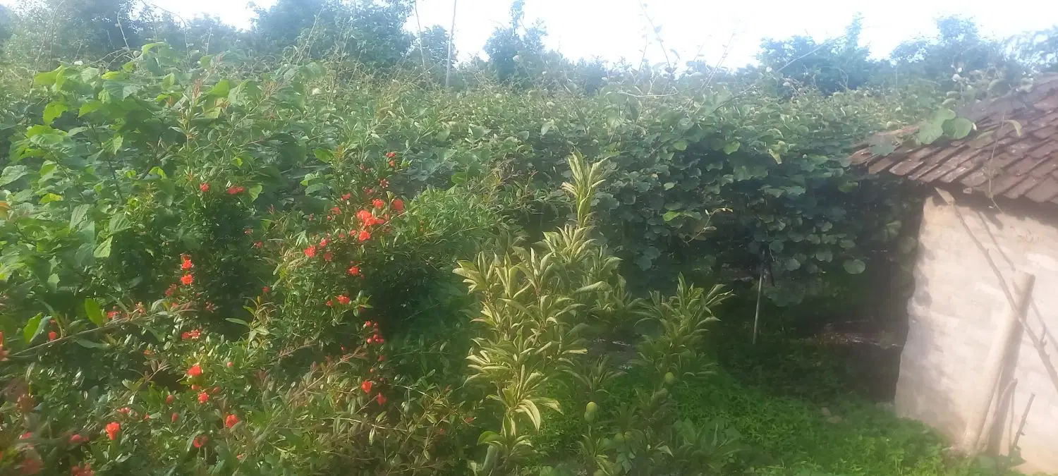 تصویر املاک 98474