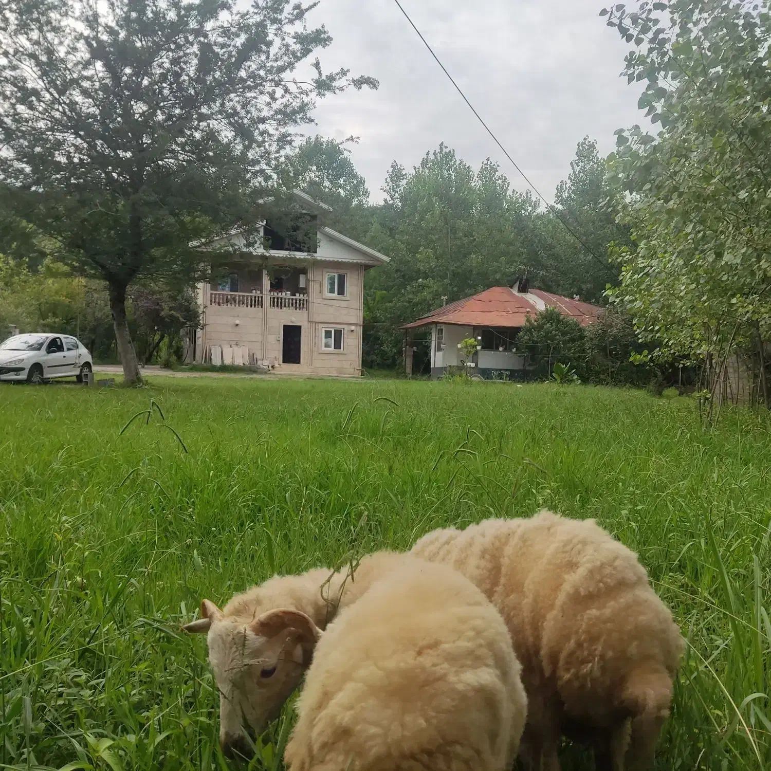 تصویر املاک 40236