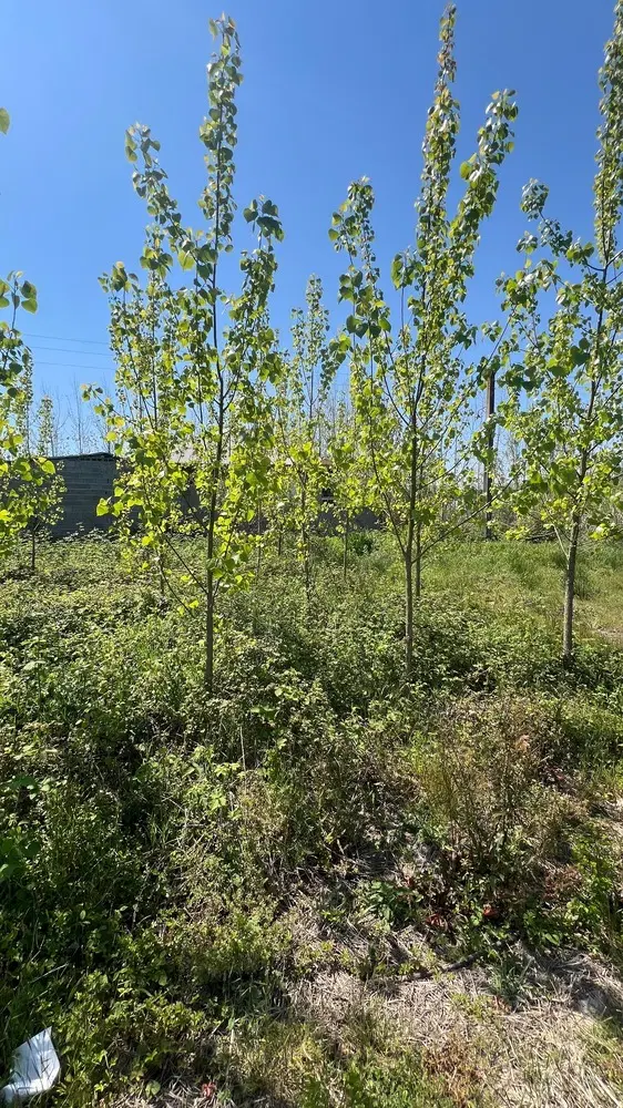 تصویر املاک 43747
