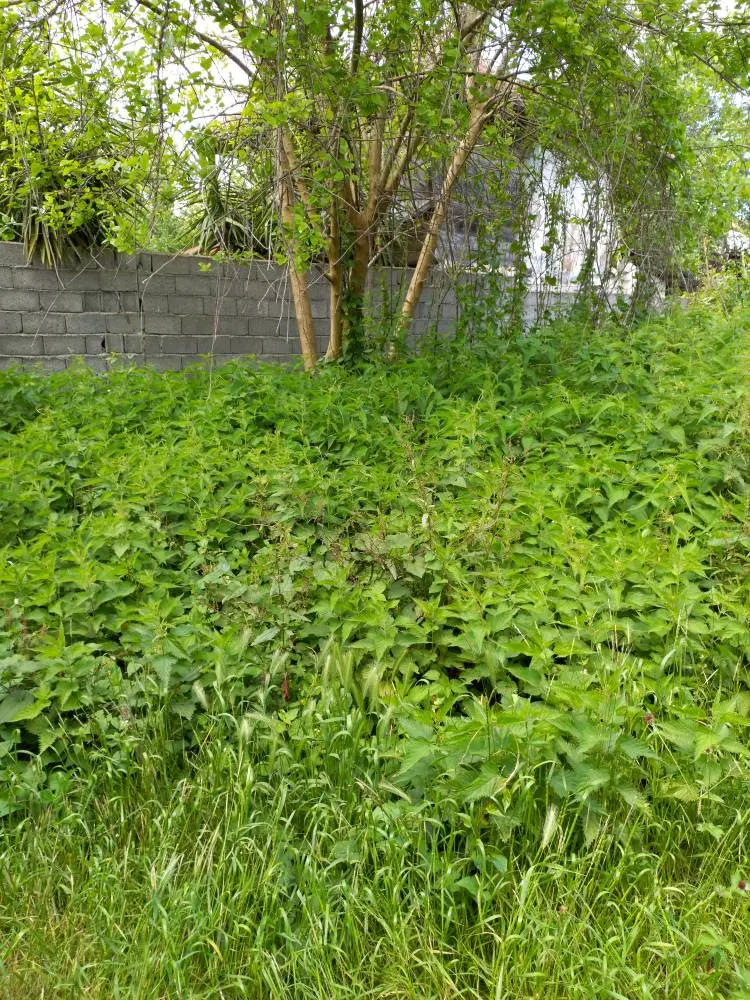 تصویر املاک 95413