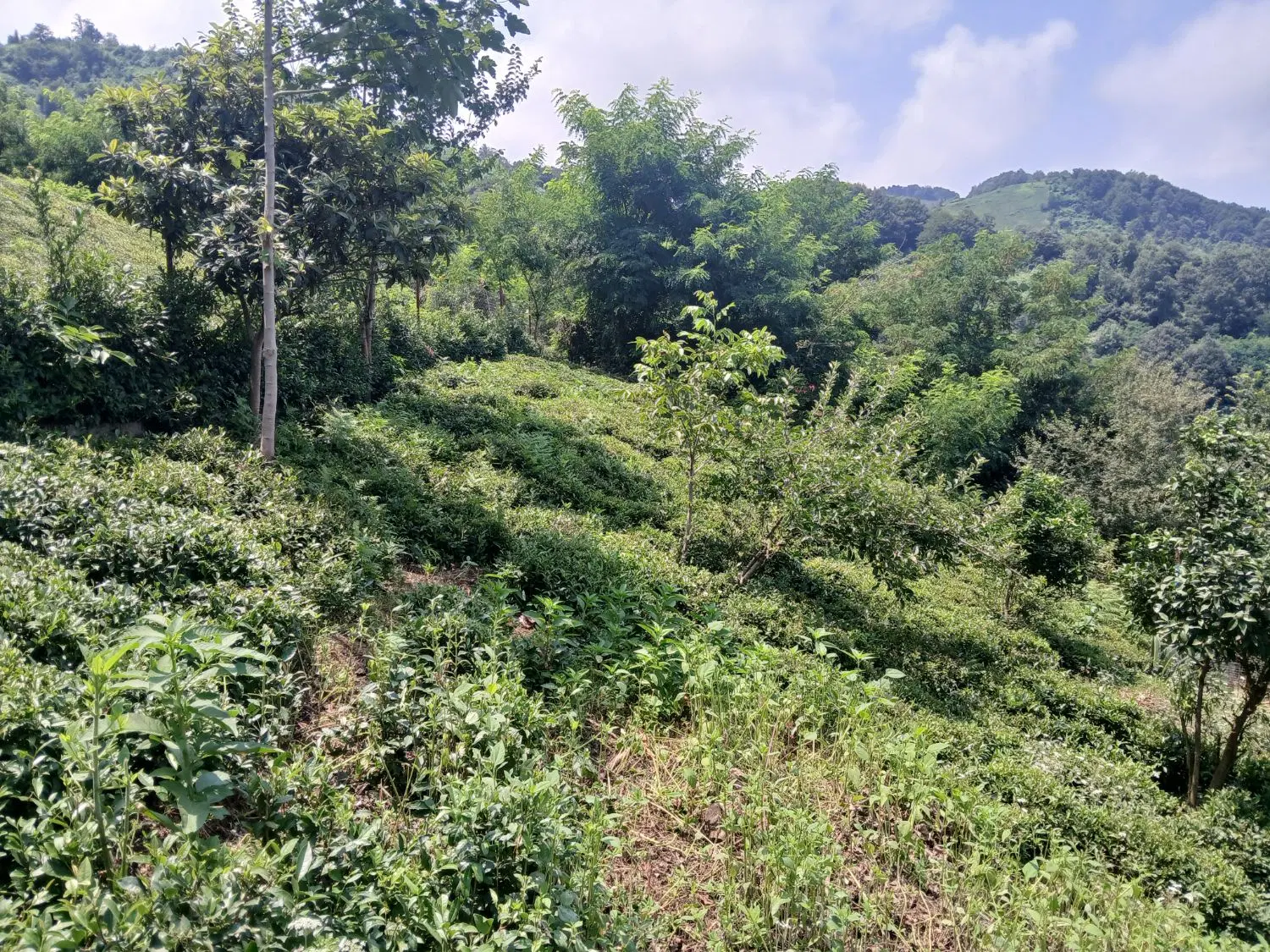 تصویر املاک 90487