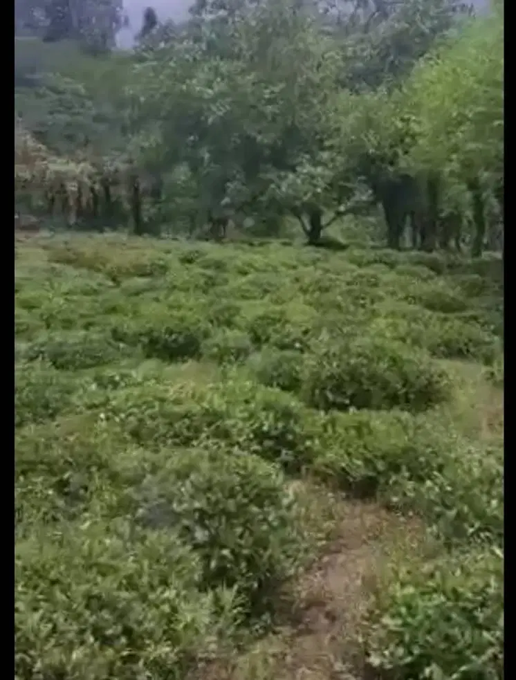 تصویر املاک 106471