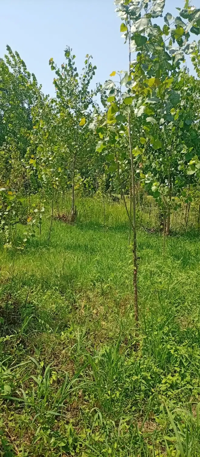 تصویر املاک 89922