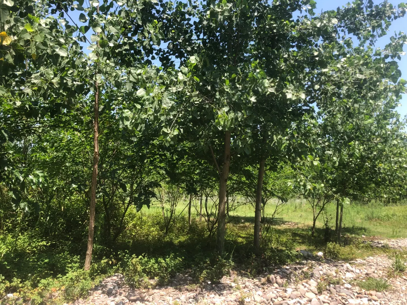 تصویر املاک 77248