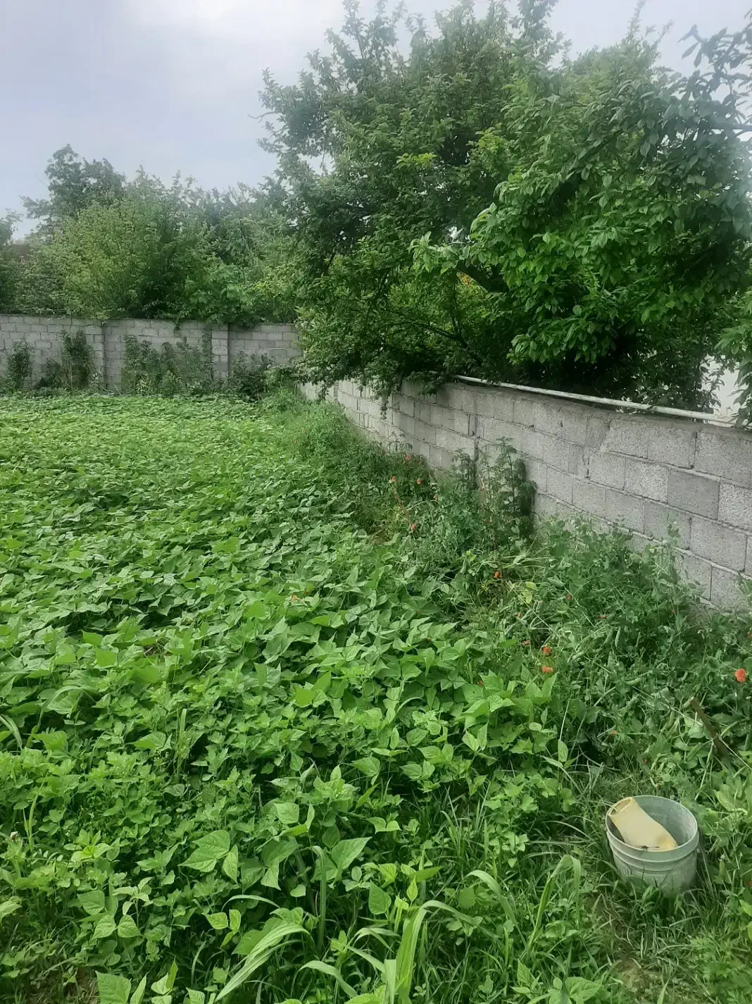 تصویر املاک 40668
