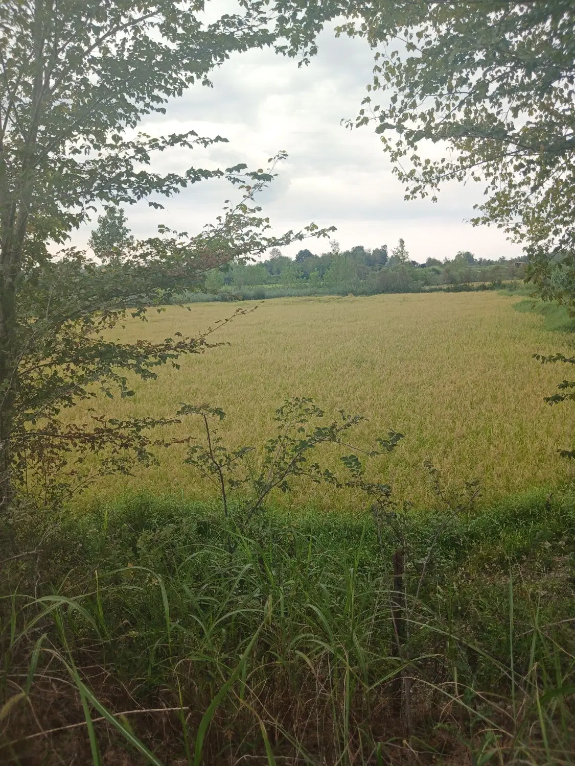 تصویر املاک 107723