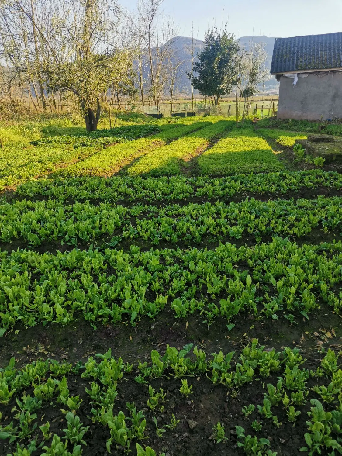 تصویر املاک 111374