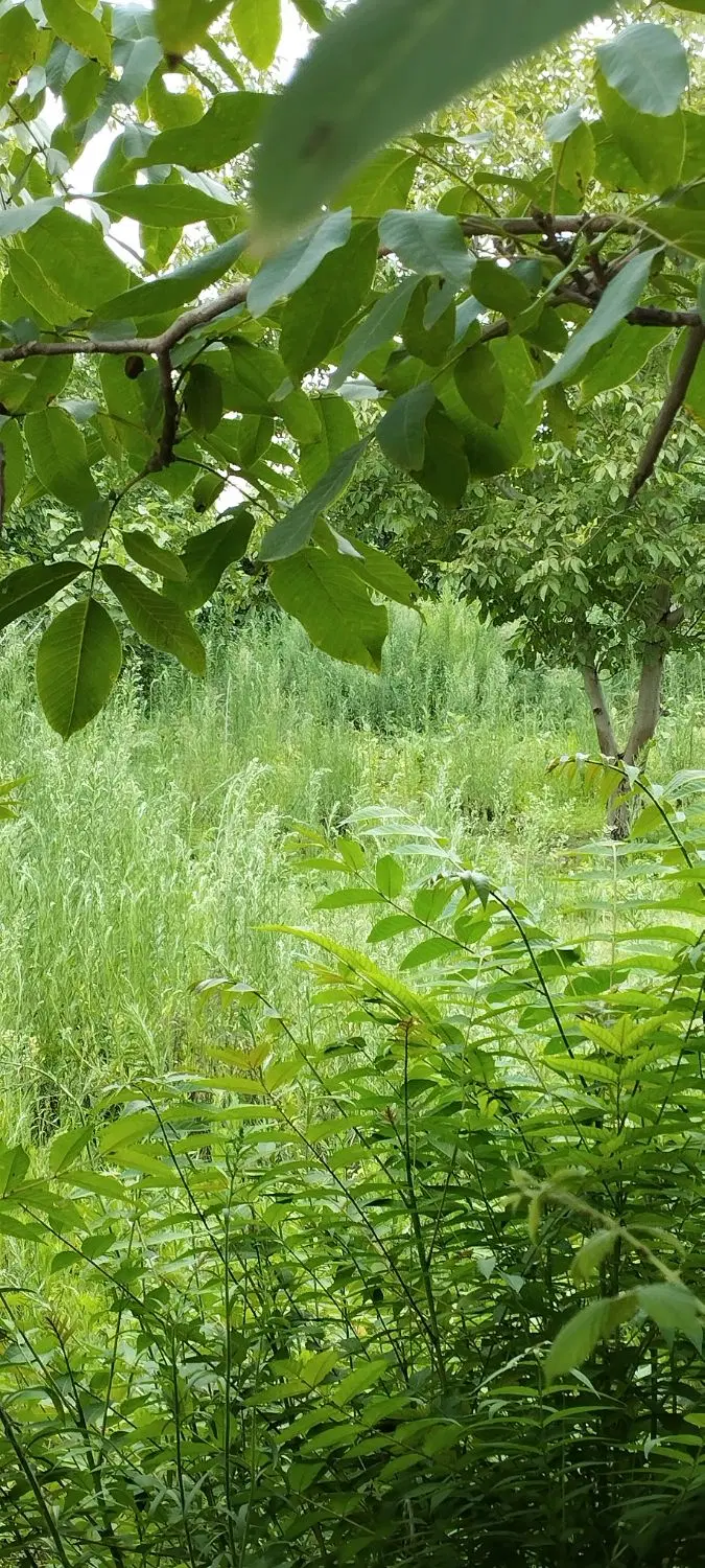 تصویر املاک 91715