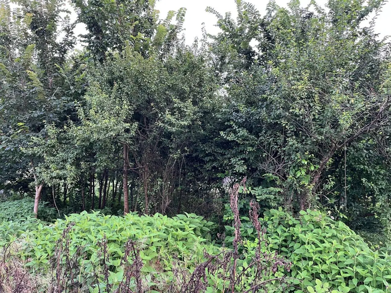 تصویر املاک 60940