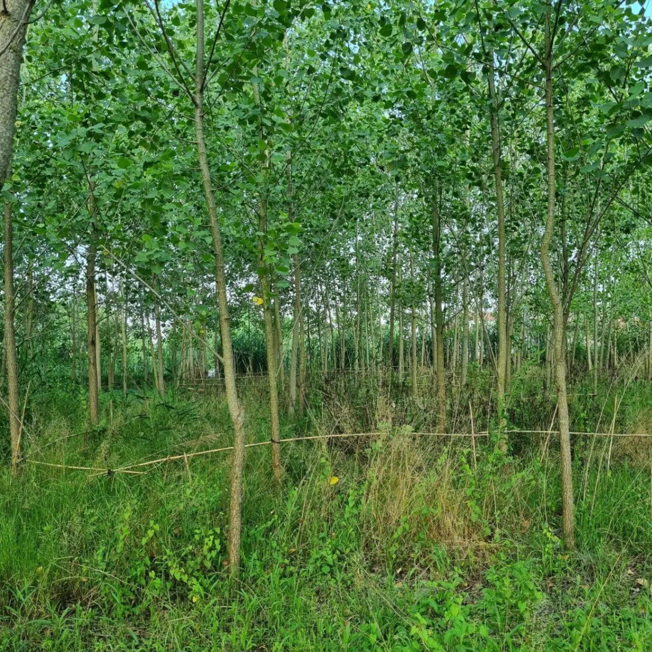 تصویر املاک 84559