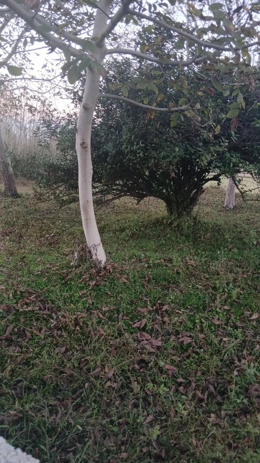 تصویر املاک 80845