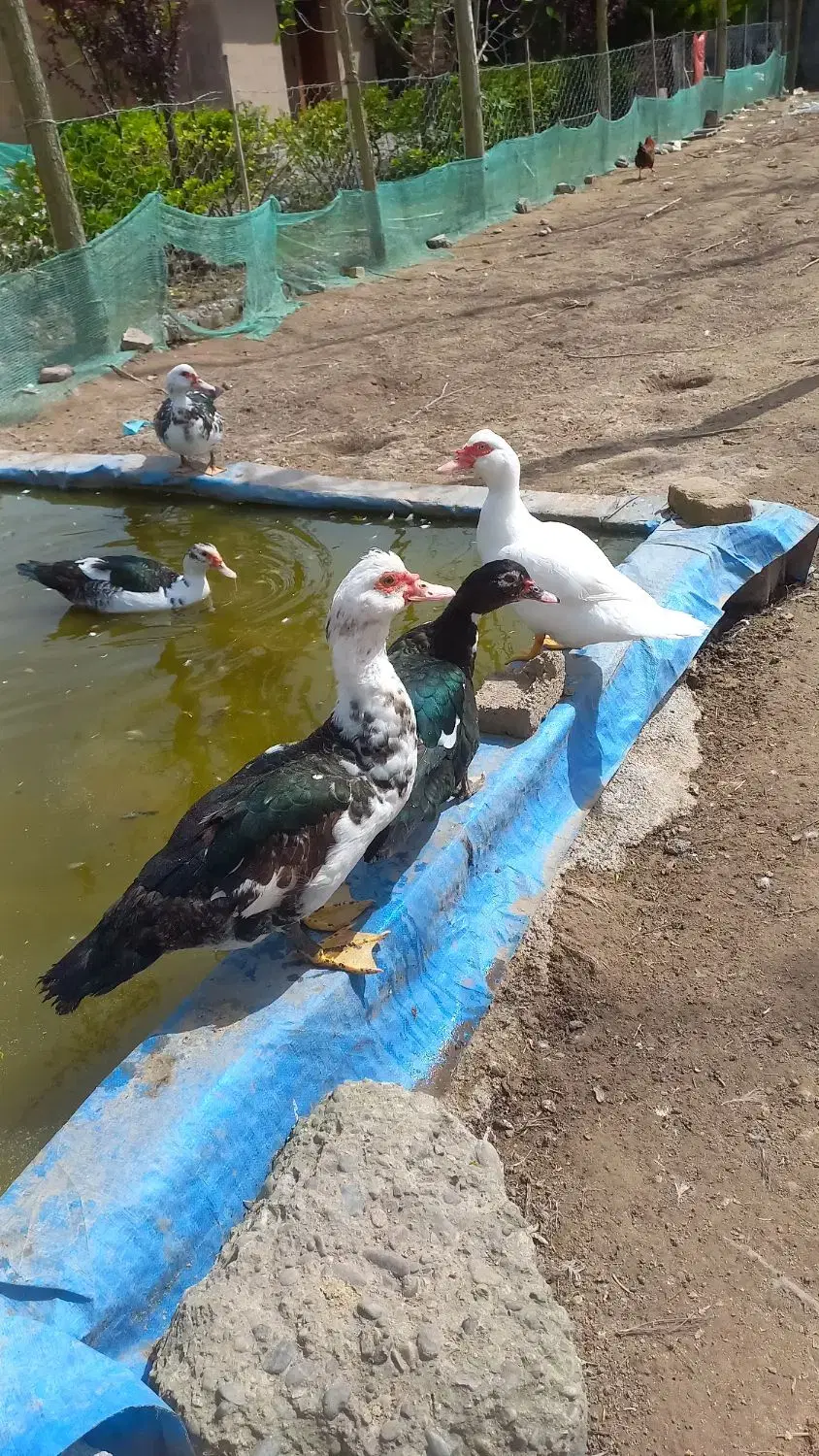 تصویر املاک 76020