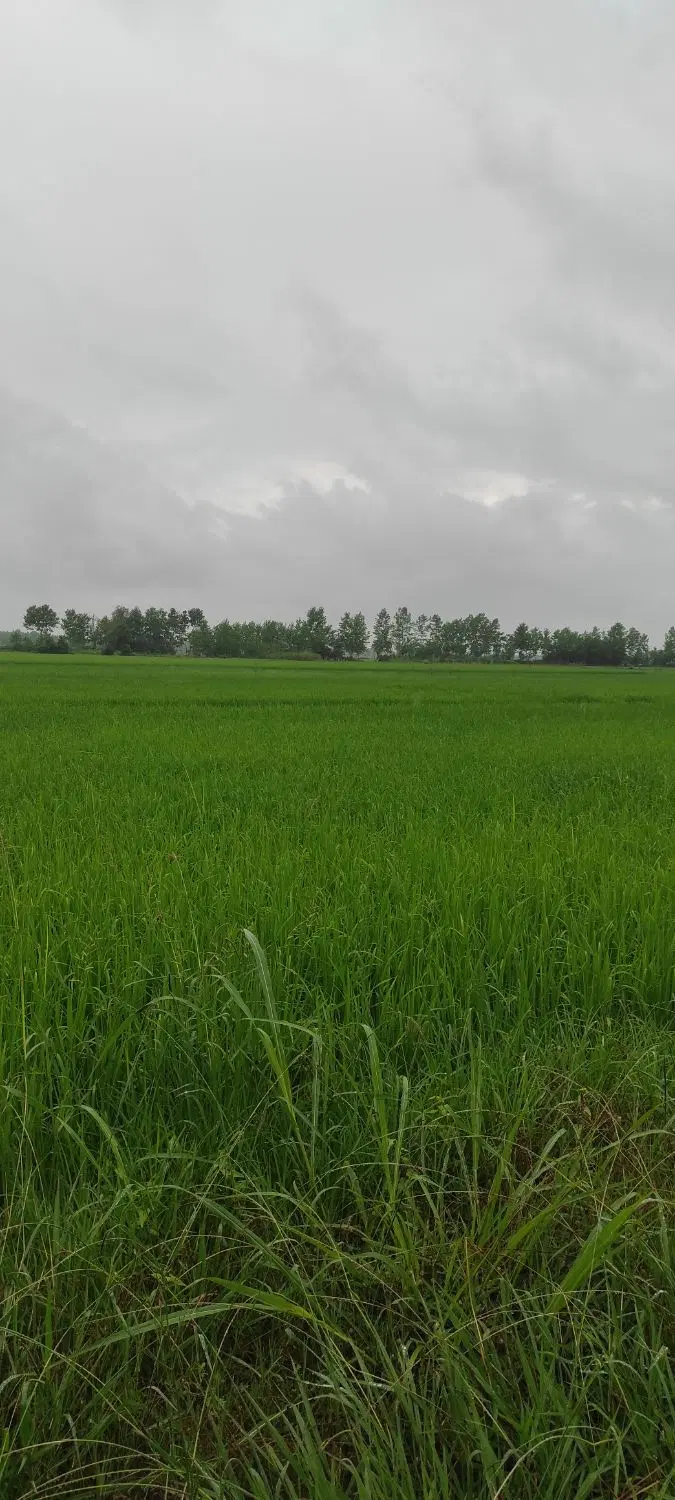 تصویر املاک 112297