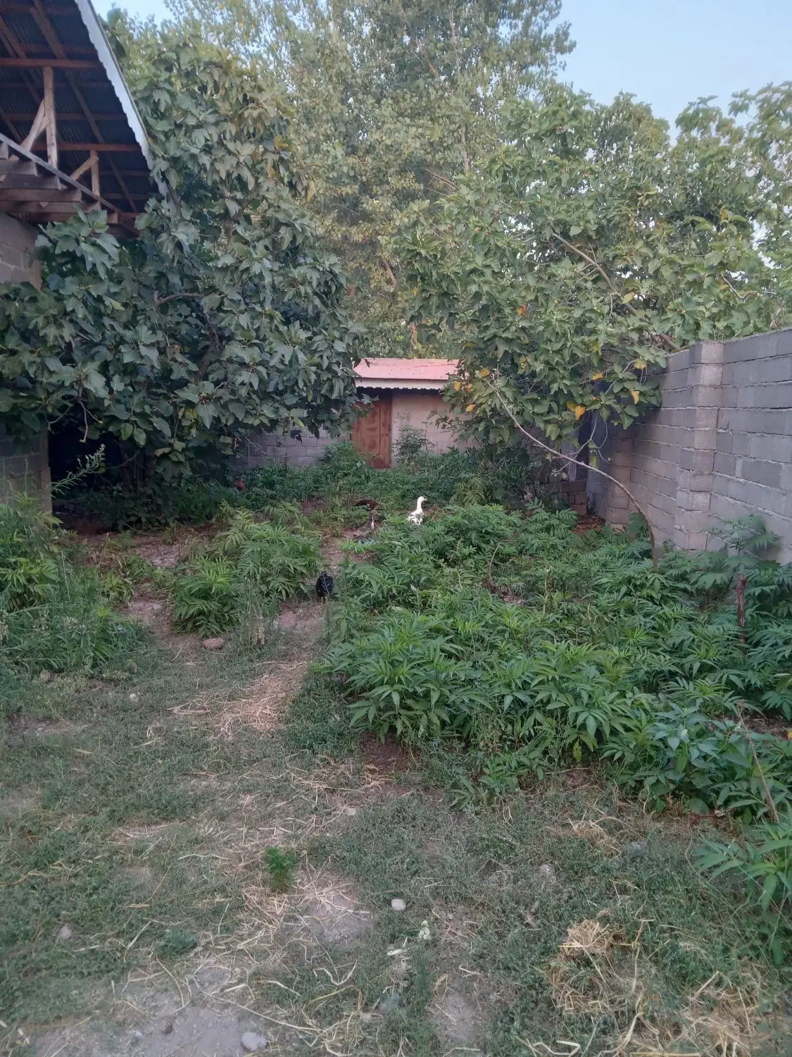 تصویر املاک 108832