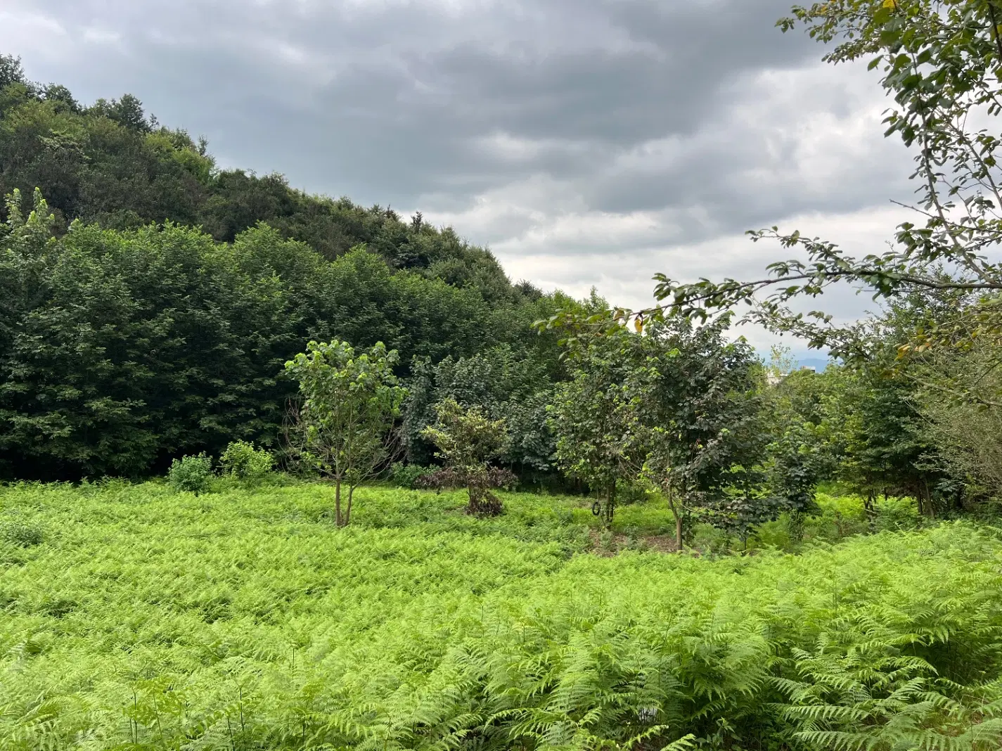 تصویر املاک 95404