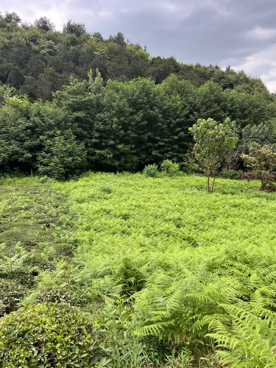 تصویر املاک 95406