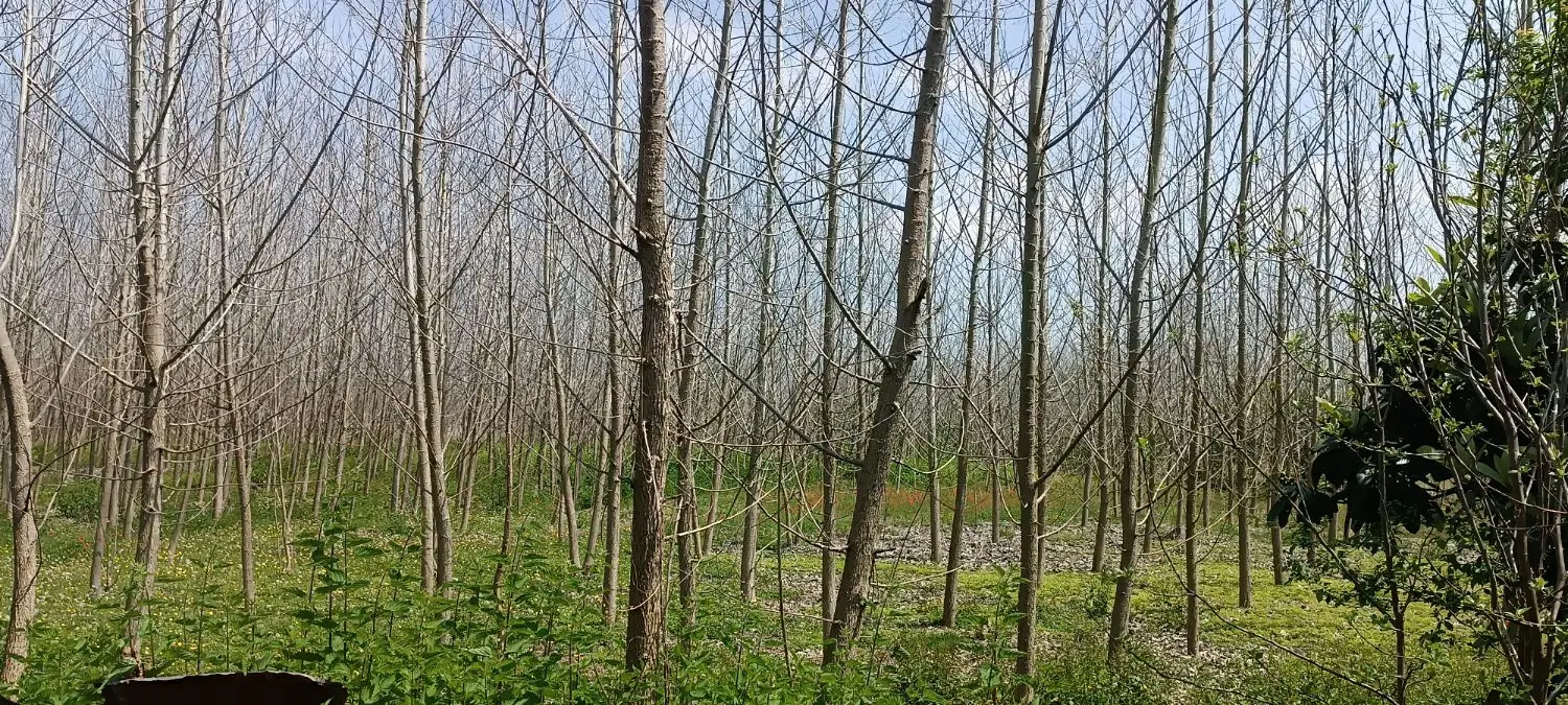 تصویر املاک 111656