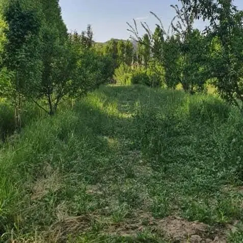 تصویر املاک 44311