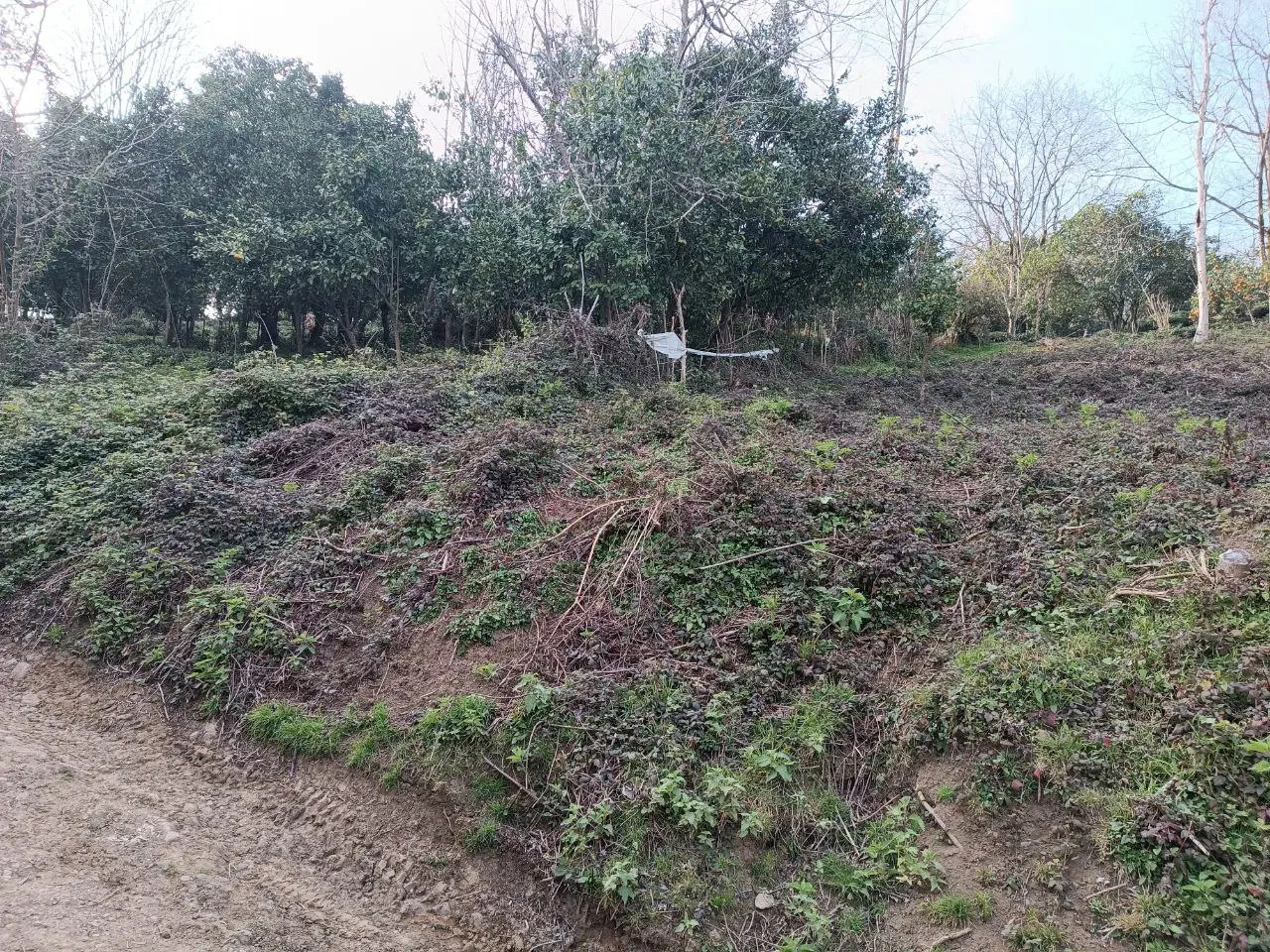 تصویر املاک 80231