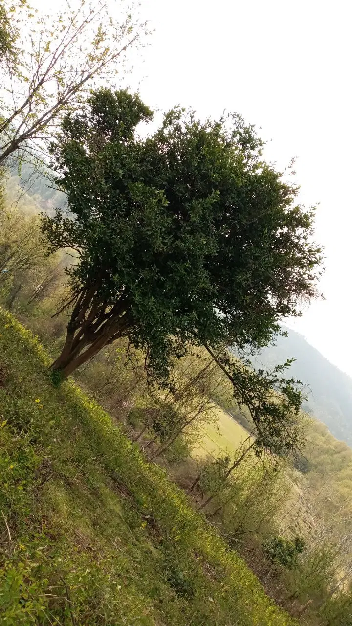 تصویر املاک 125842