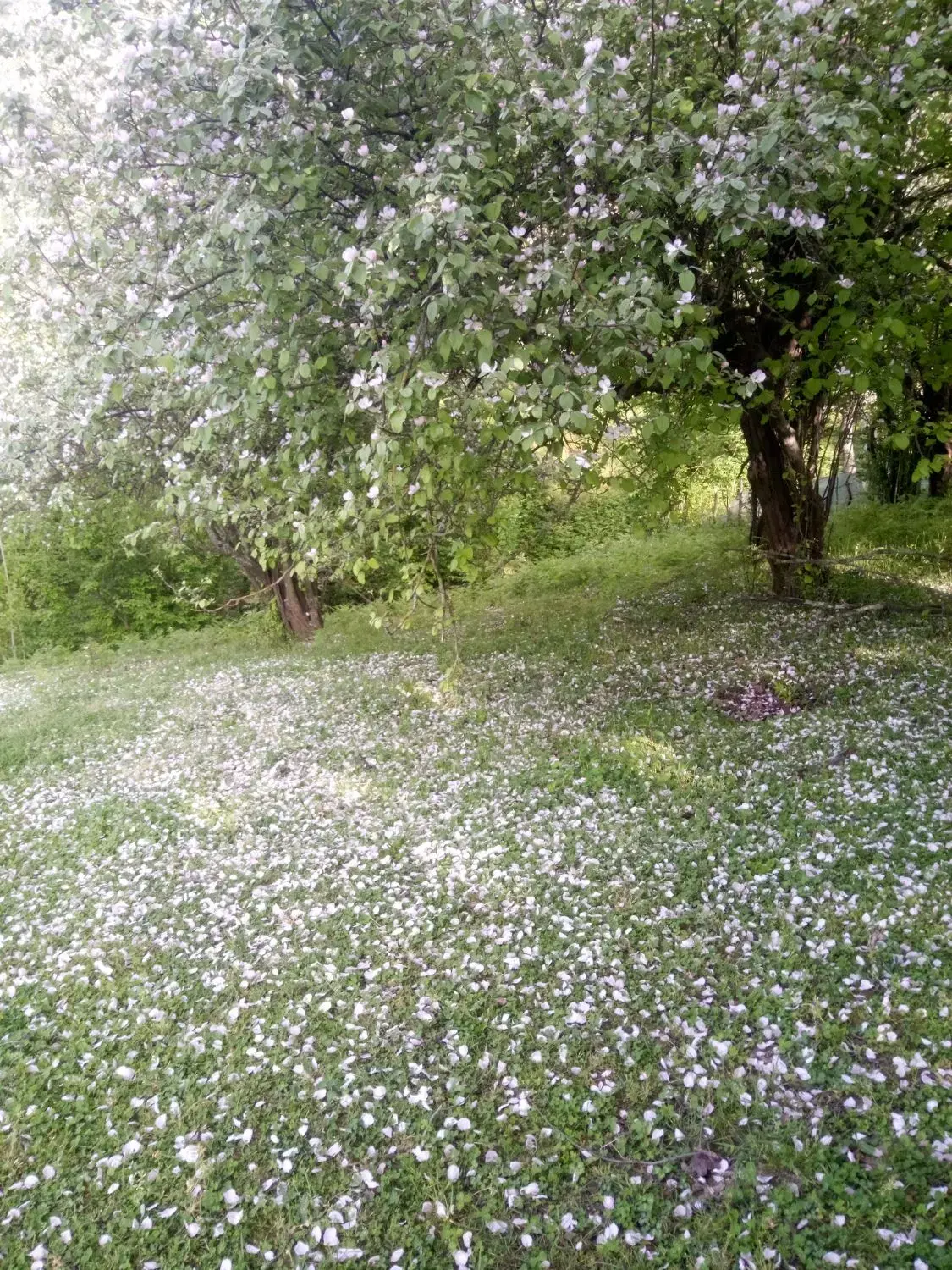 تصویر املاک 98472