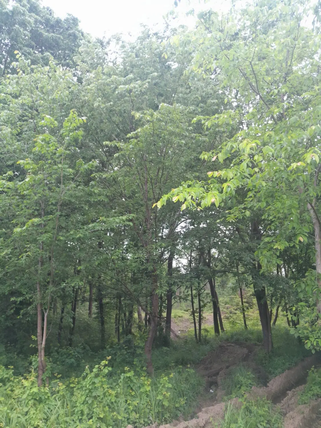 تصویر املاک 122826