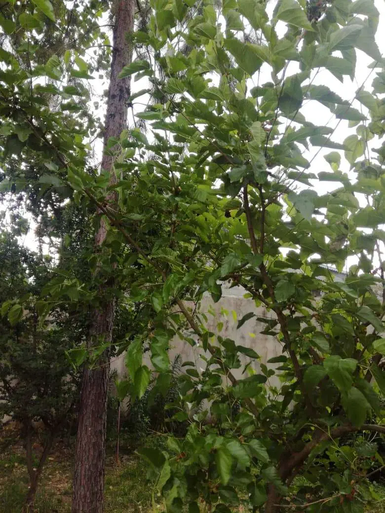 تصویر املاک 104622