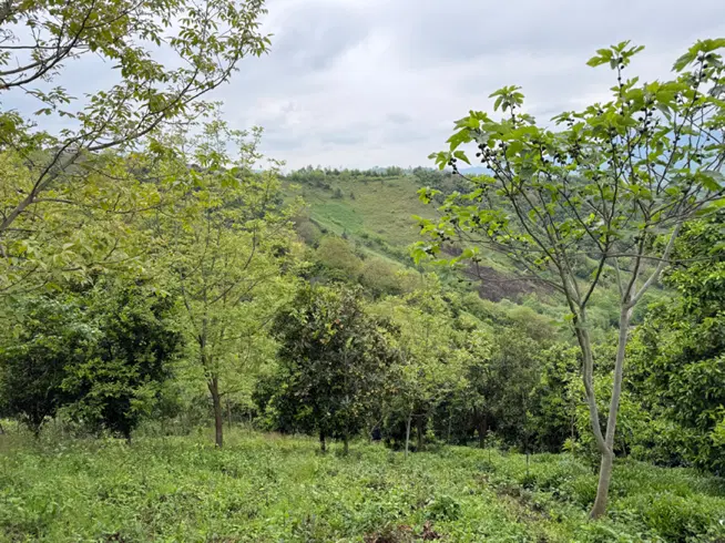تصویر املاک 66414
