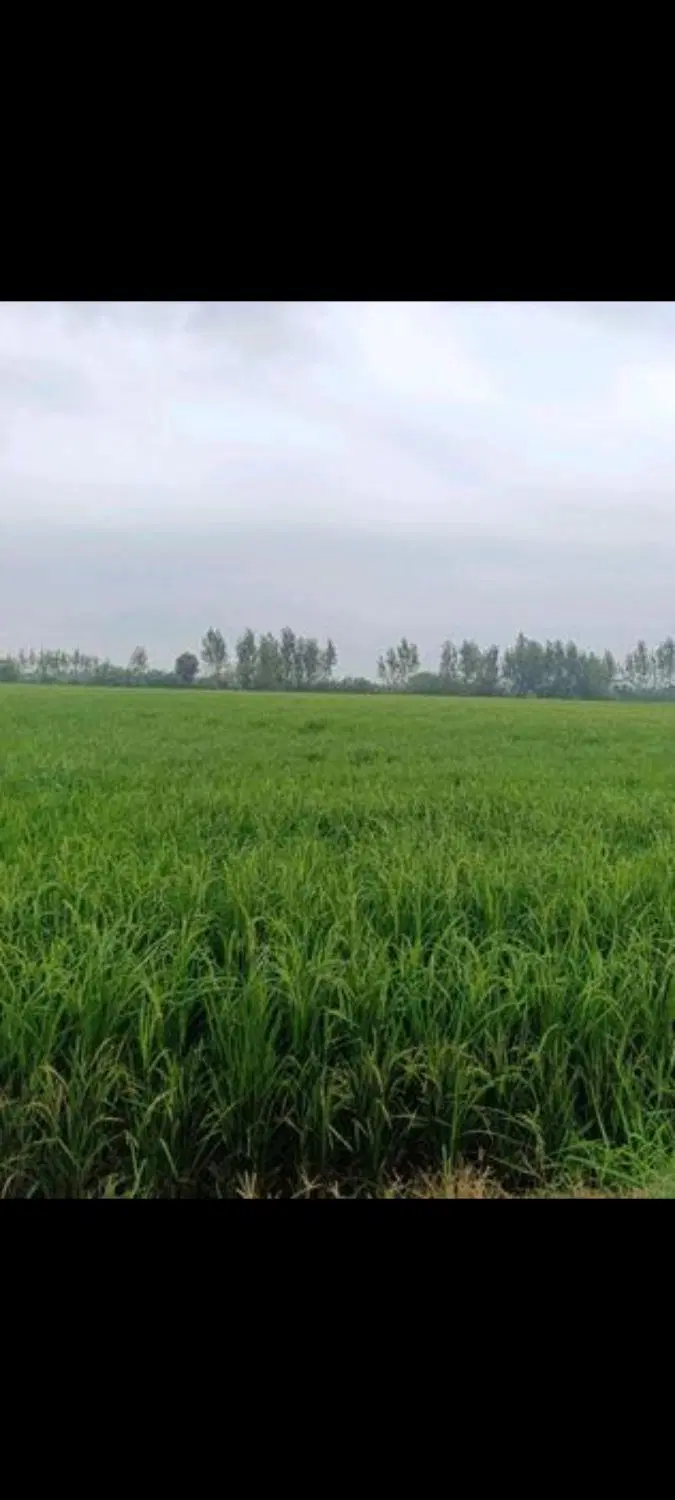 تصویر املاک 142917