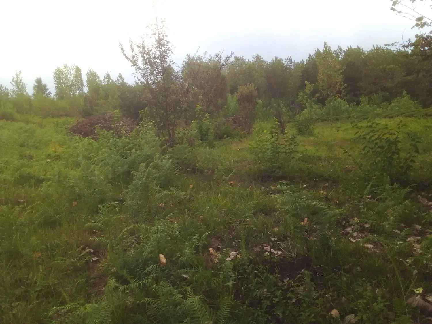 تصویر املاک 141549