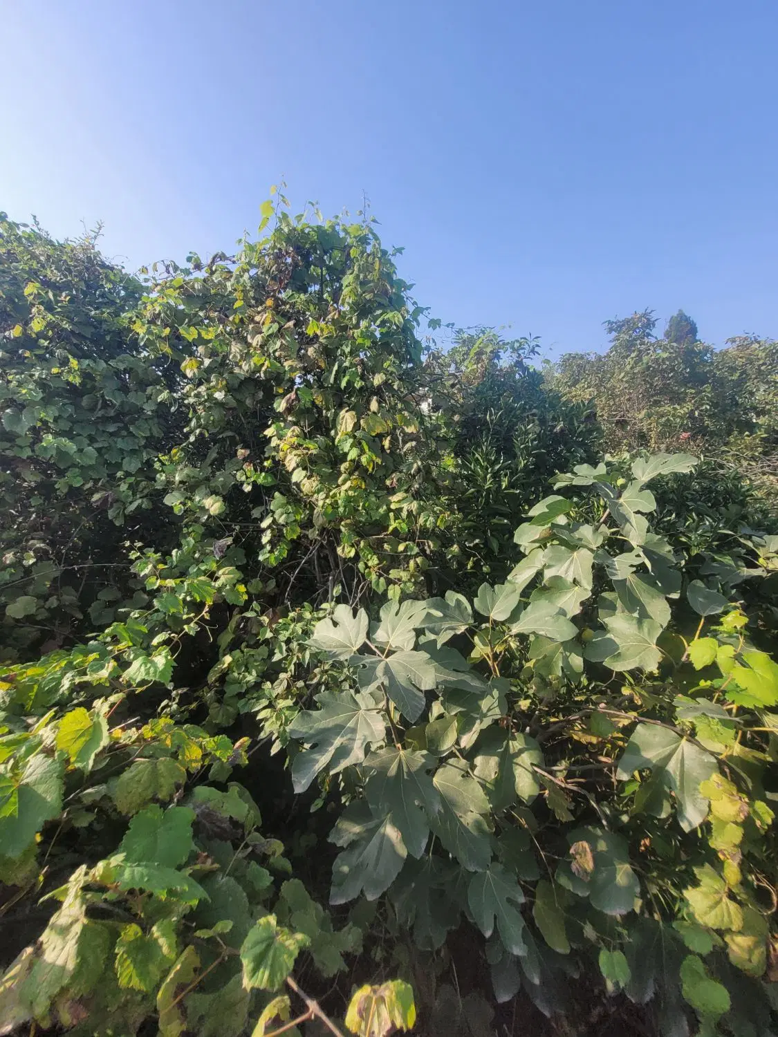 تصویر املاک 110971