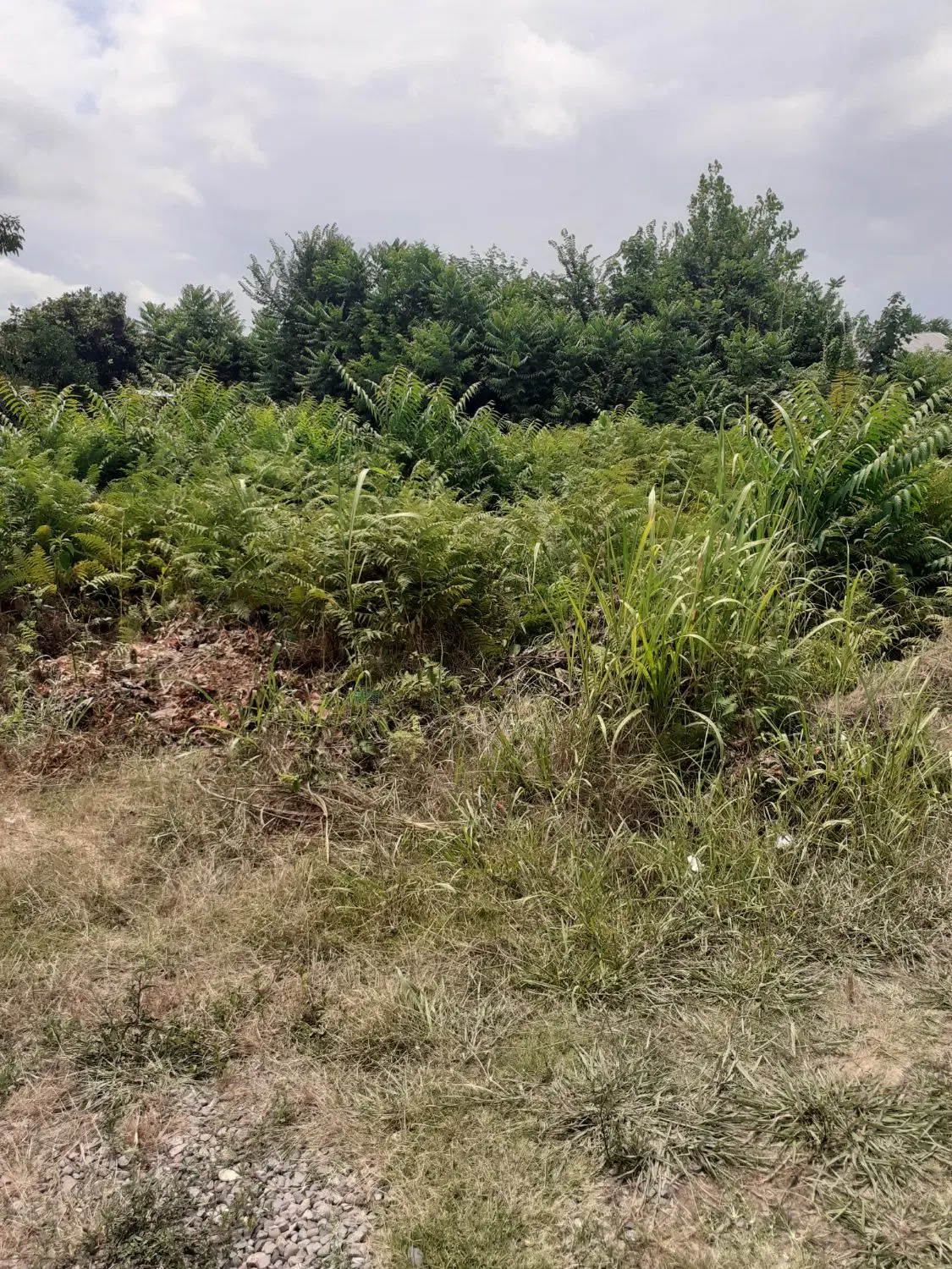 تصویر املاک 79861