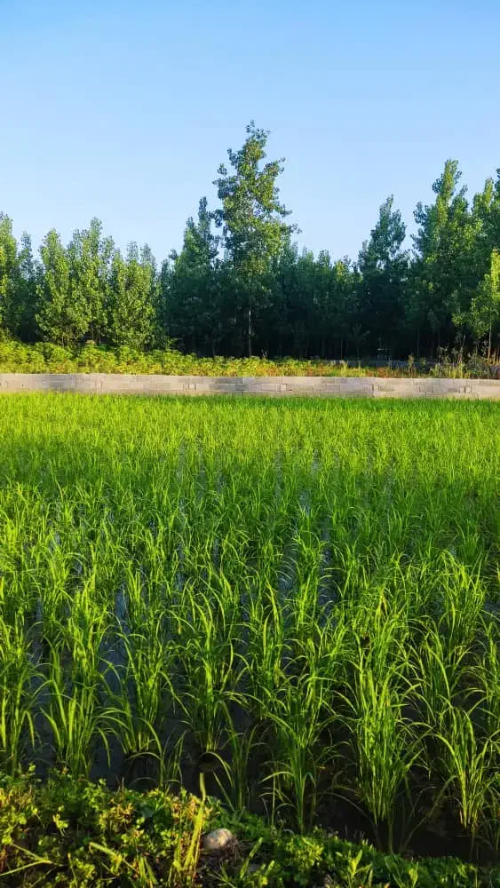 تصویر املاک 24301