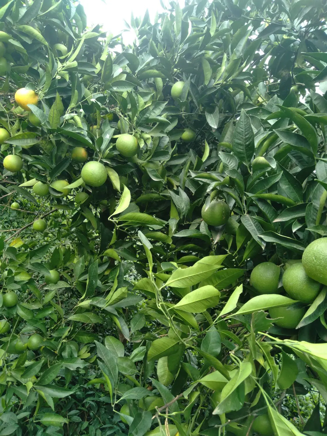 تصویر املاک 143427