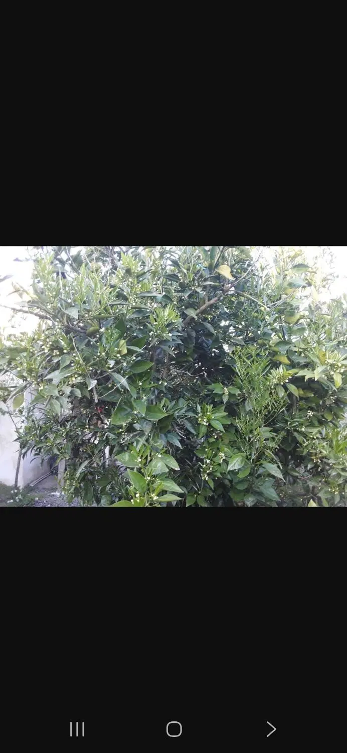 تصویر املاک 65274
