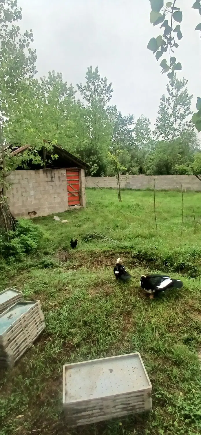 تصویر املاک 96541