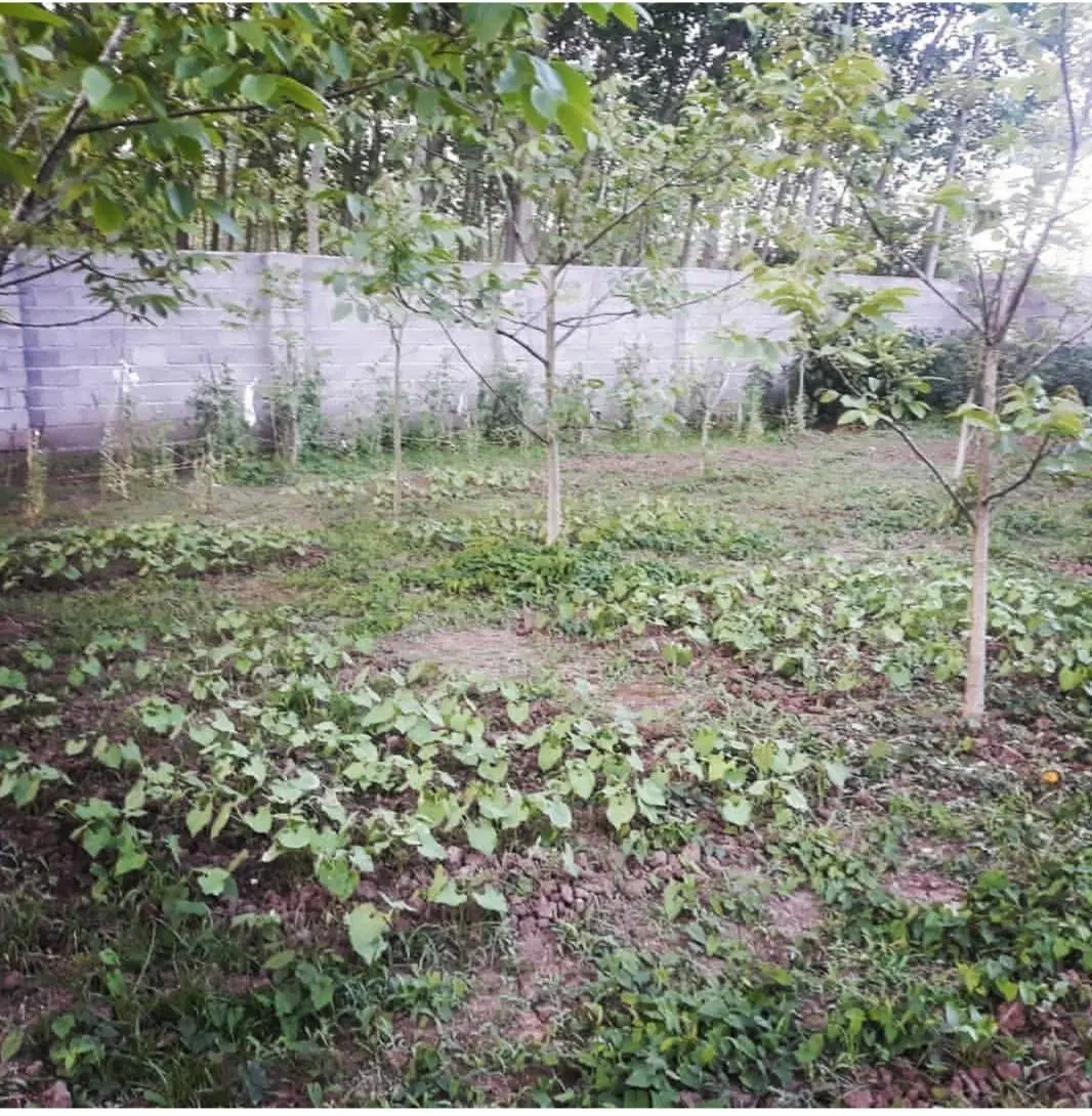 تصویر املاک 68441