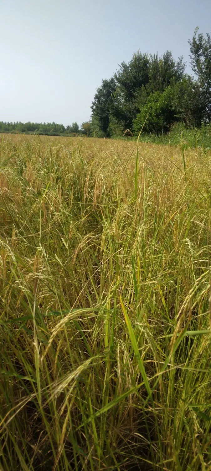تصویر املاک 100994