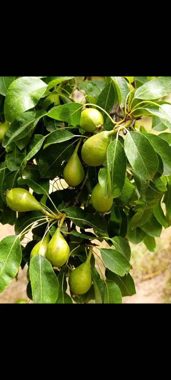 تصویر املاک 44327