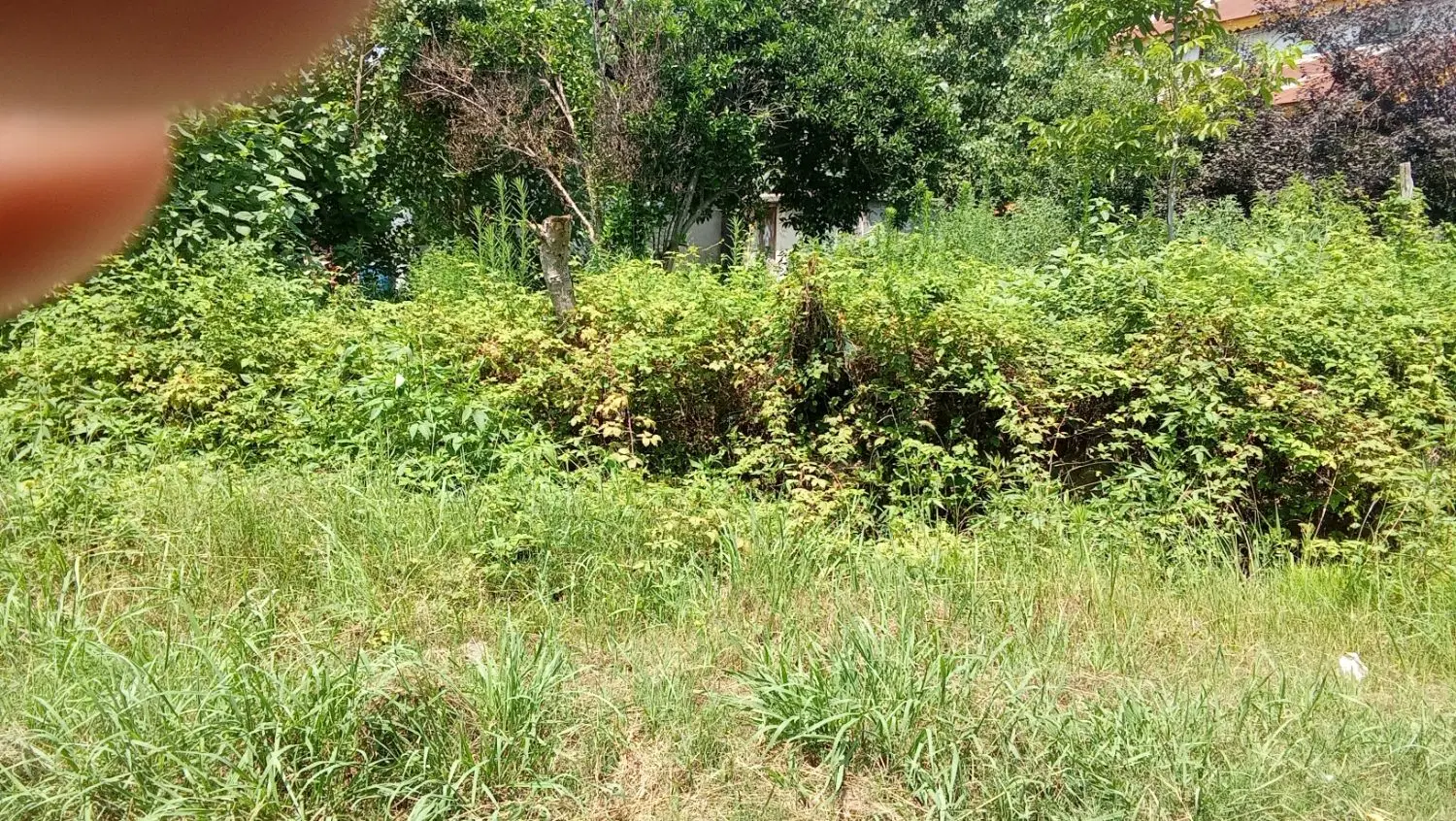 تصویر املاک 77482
