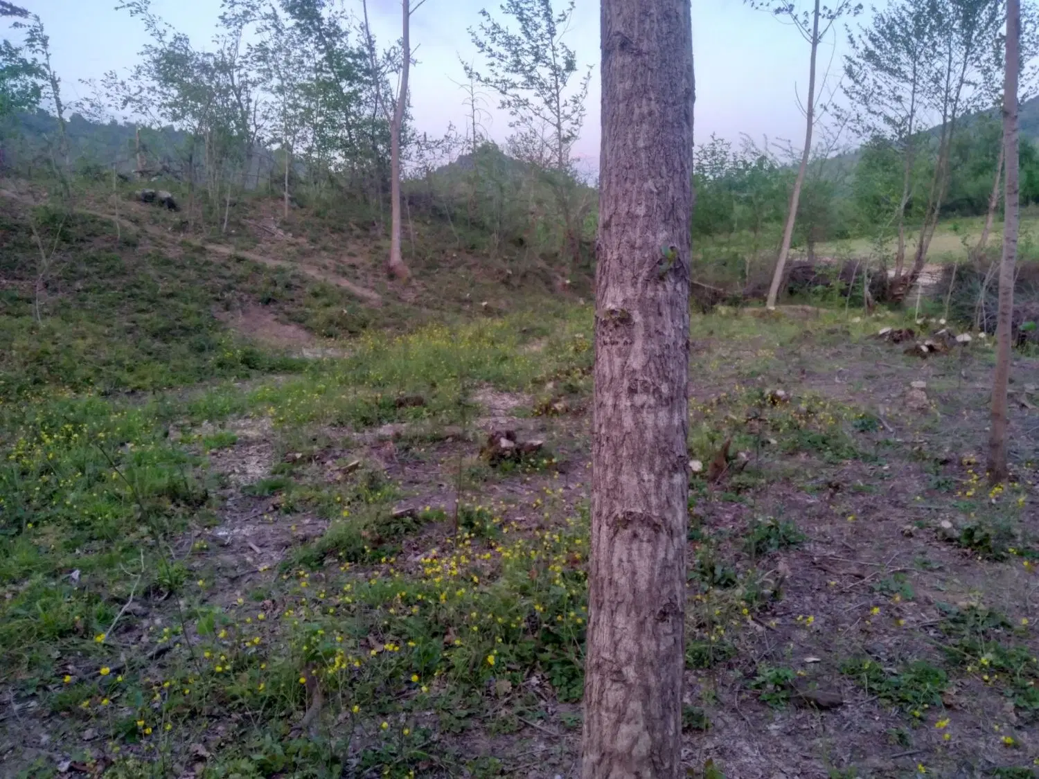 تصویر املاک 92728