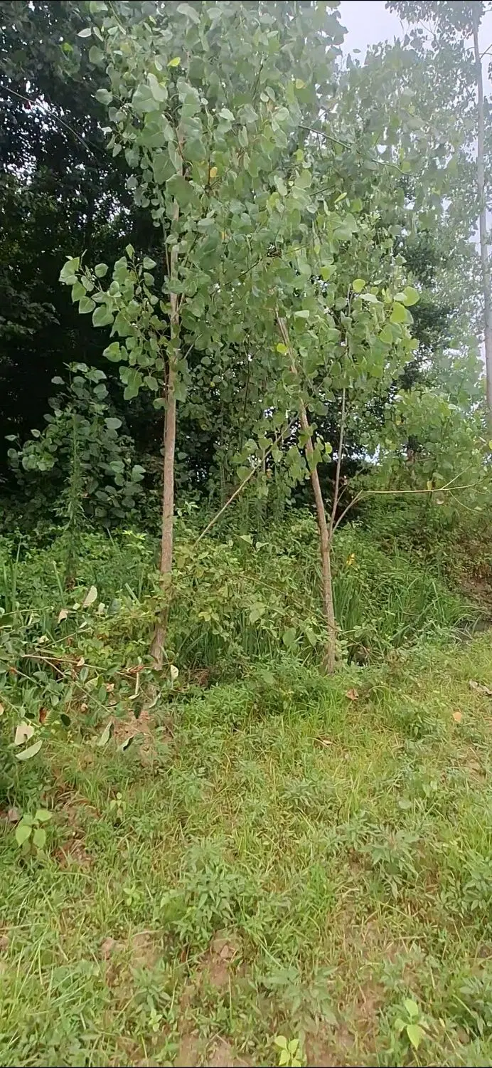 تصویر املاک 95157