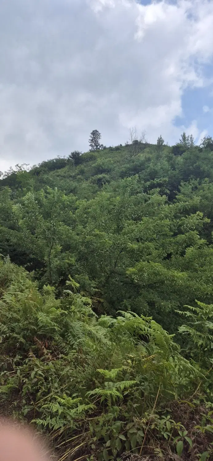 تصویر املاک 101192
