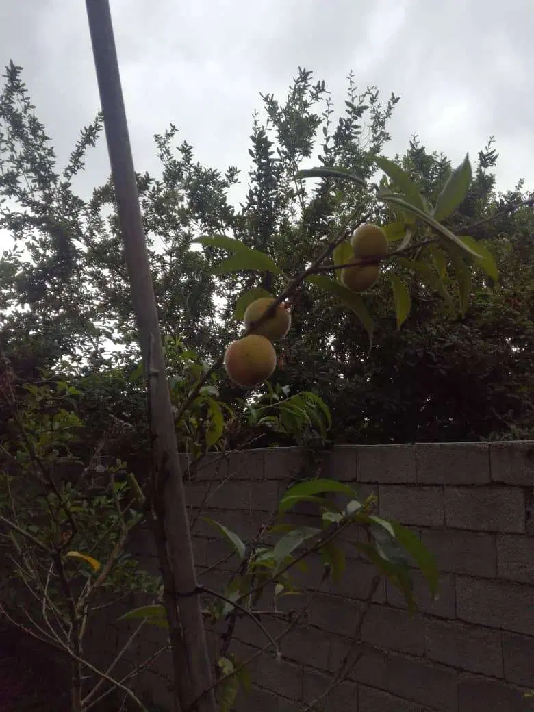 تصویر املاک 104617