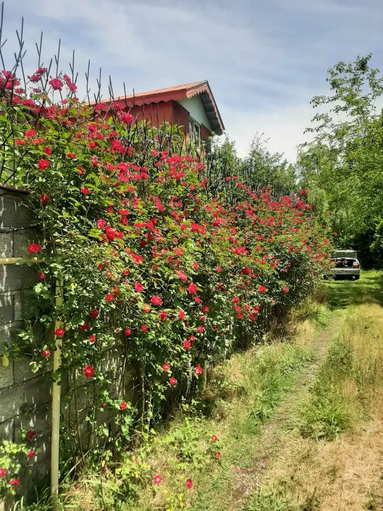 تصویر املاک 91447